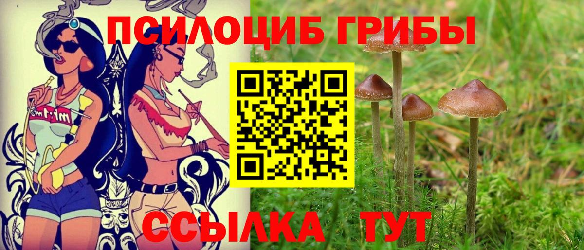 Галлюциногенные грибы Psilocybine cubensis Новочеркасск